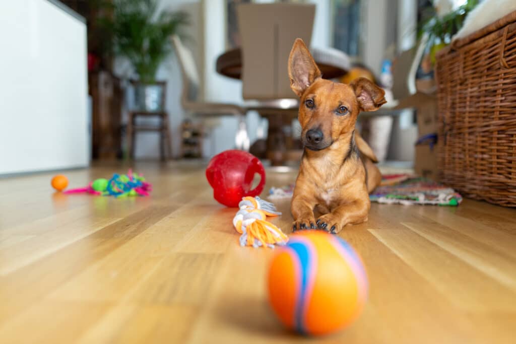 Little dog at home.